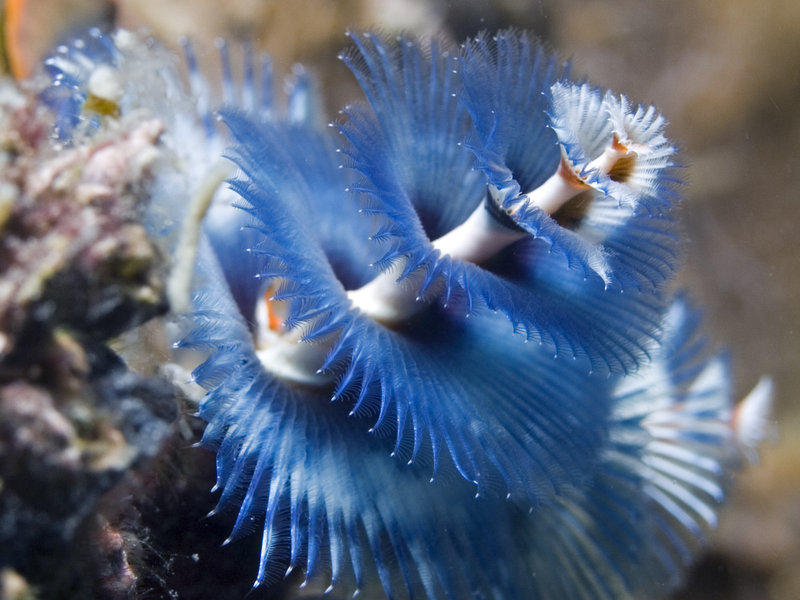 Christmas Tree Worm, Mandarin Patch